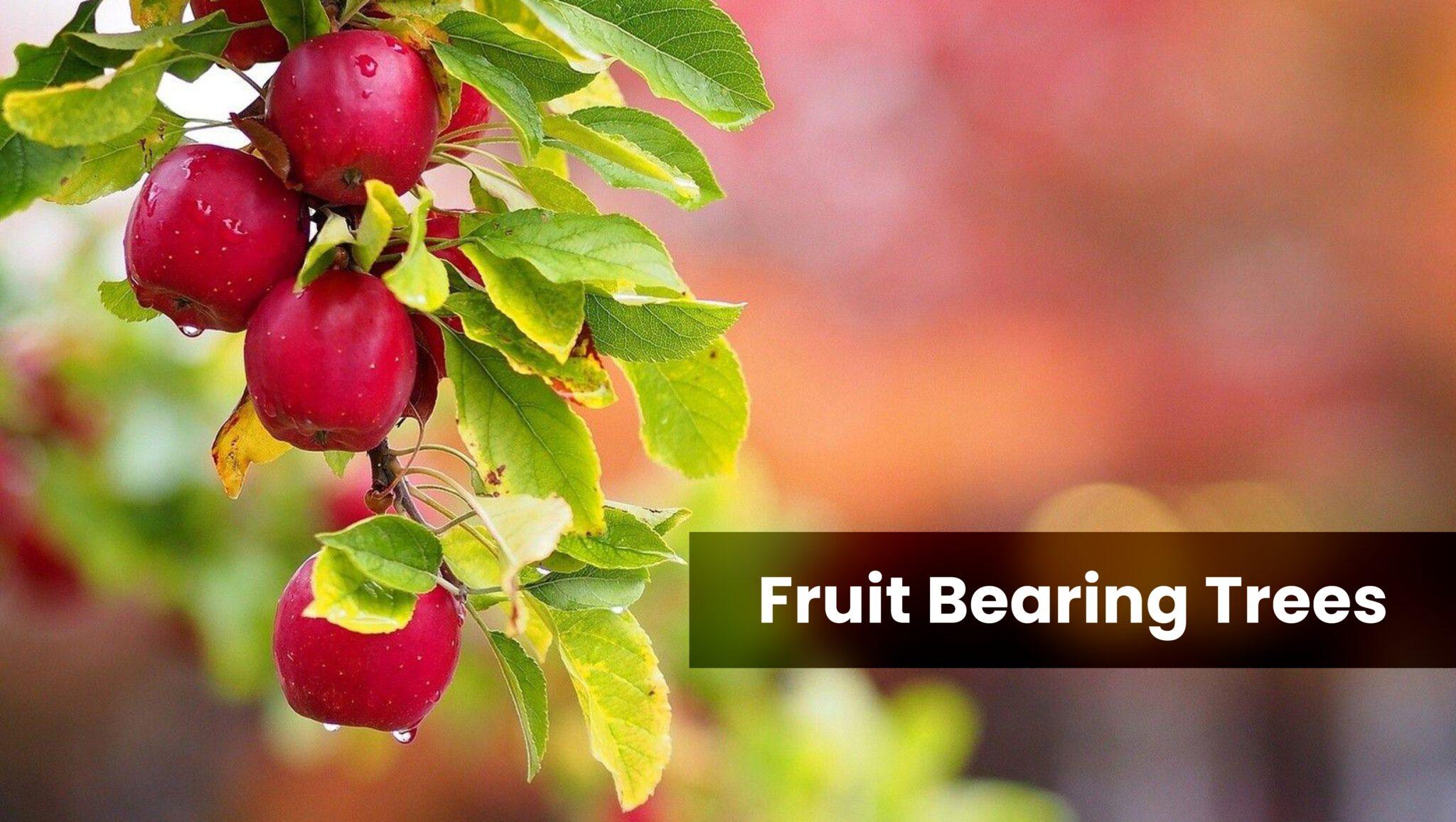 Bearing Fruit Benefits Plants Because