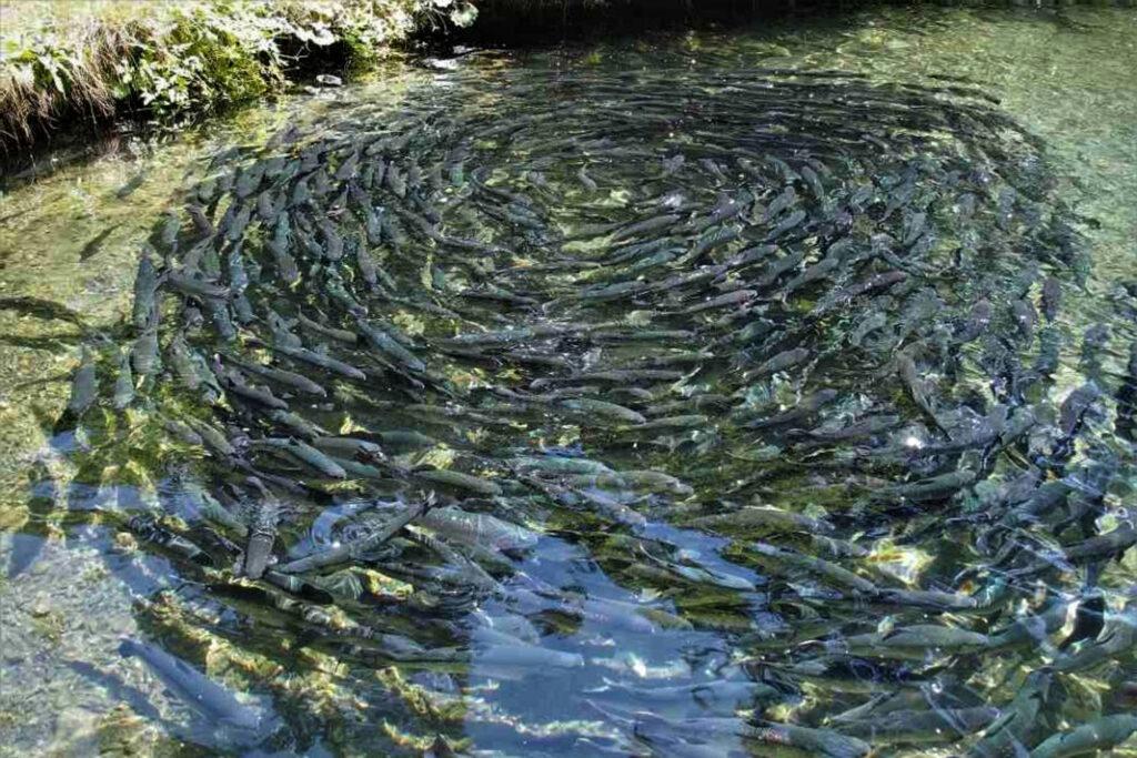 Fish Farming