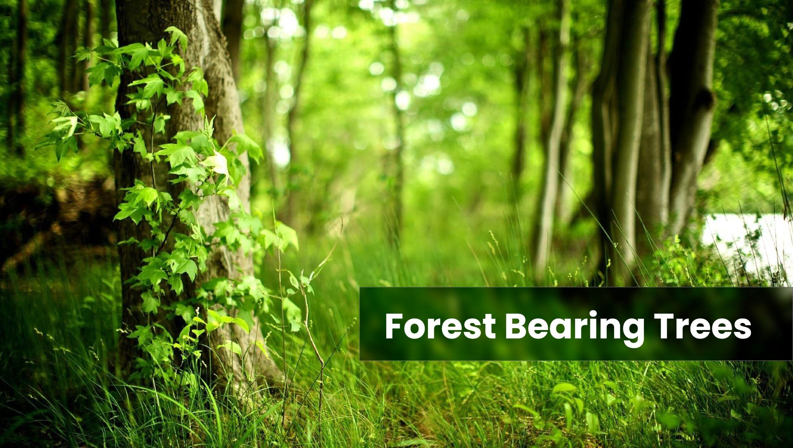Benefits of growing forest bearing trees in farms