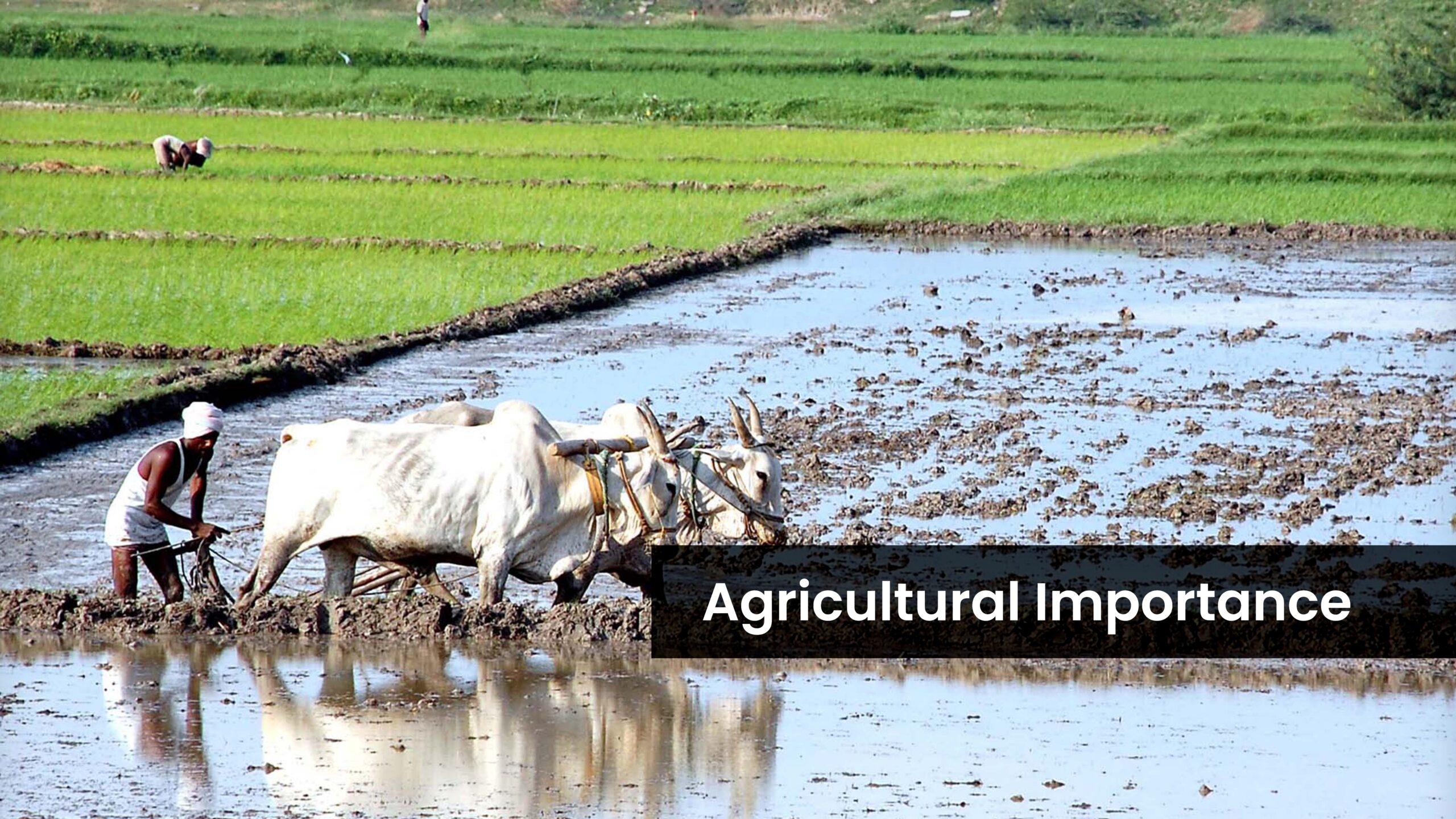 Meaning And Importance Of Agriculture Jss1