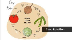 Benefits of crop rotation in agriculture