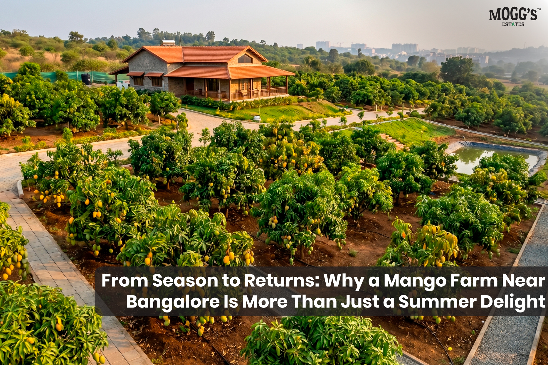 An aerial view of a professionally managed Mogg's Estates mango farm near Bengaluru at dusk, showing dense orchard rows laden with fruit, a rustic farmhouse with a terracotta roof, a sustainable water management pond, and empty gravel pathways, illustrating a secure farm investment and a peaceful escape.