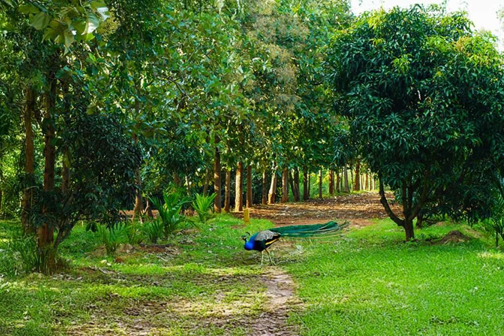 Managed Farmland Near Bangalore – Mogg's Estates