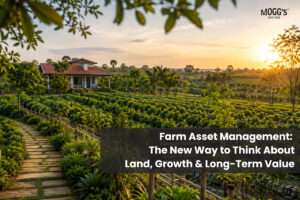 Managed farmland near Bengaluru with lush agricultural plantations at sunset