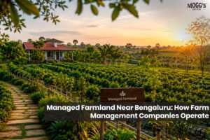Managed farmland near Bengaluru with professionally maintained agricultural plantation