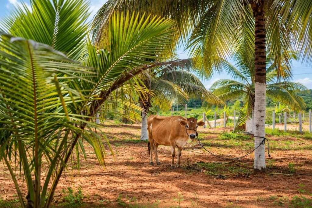 Terra Hills managed farmland near Bengaluru