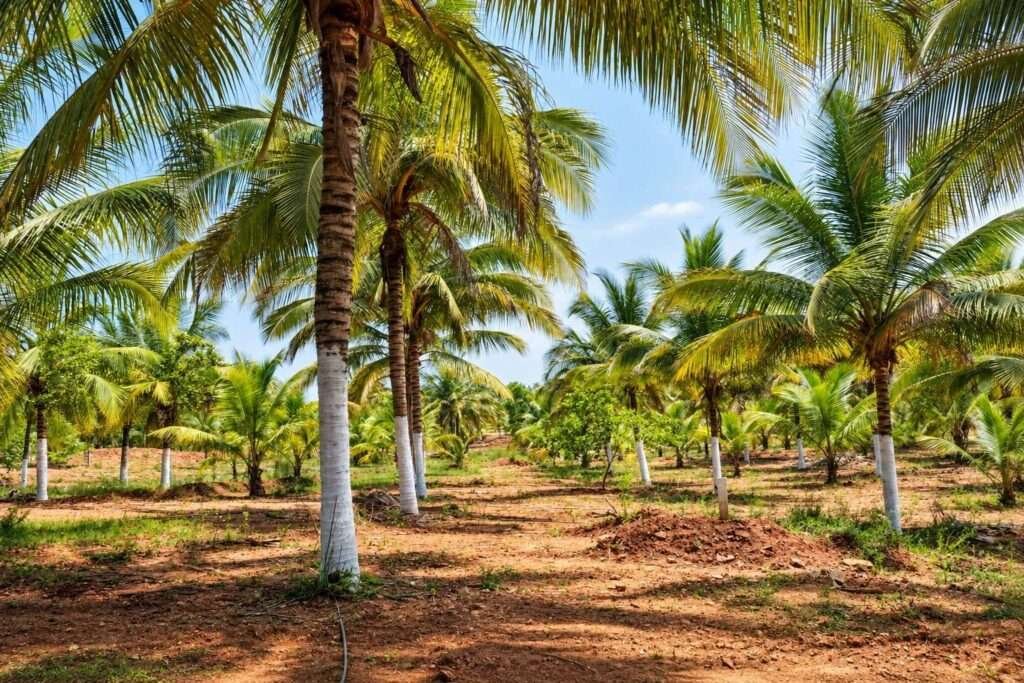 Terra Hills managed farmland near Bengaluru
