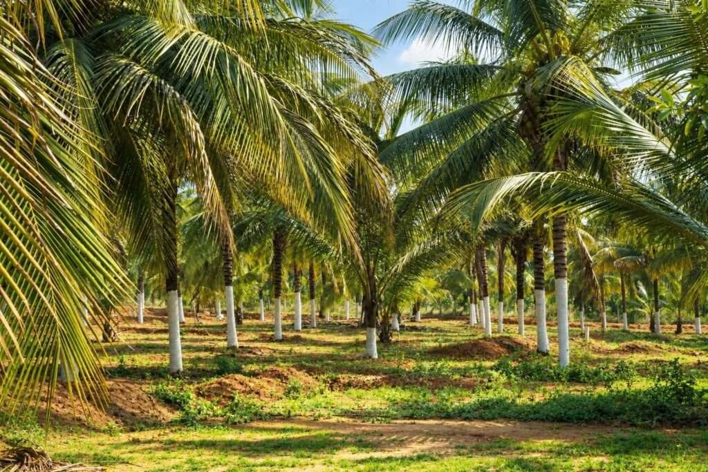 Terra Hills managed farmland near Bengaluru