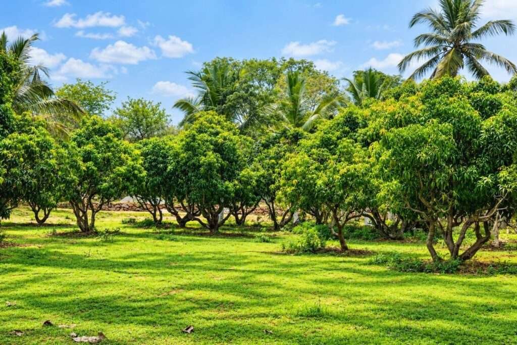 Aira Farms Phase 1 managed farmland near Bengaluru