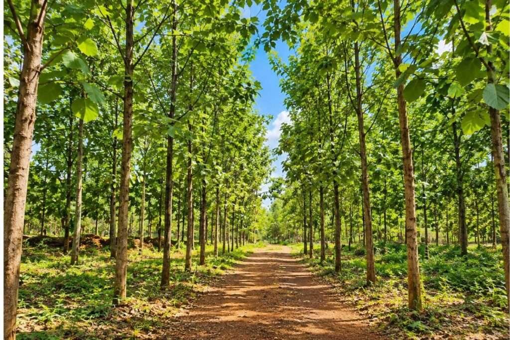 Aira Farms Phase 1 managed farmland near Bengaluru
