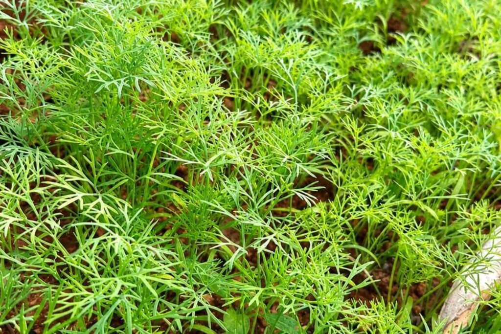 Aira Farms Phase 1 managed farmland near Bengaluru