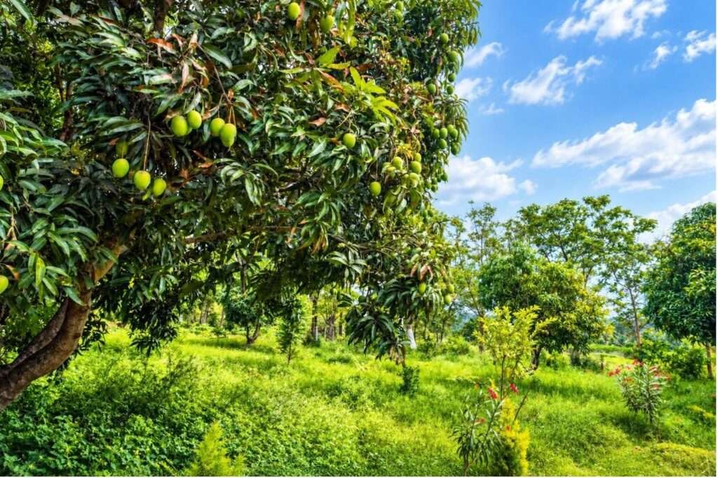 Aira Farms Phase 1 managed farmland near Bengaluru