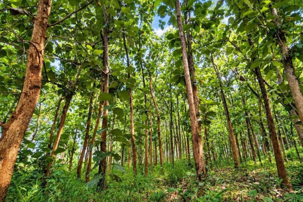 Aira Farms Phase 1 managed farmland near Bengaluru