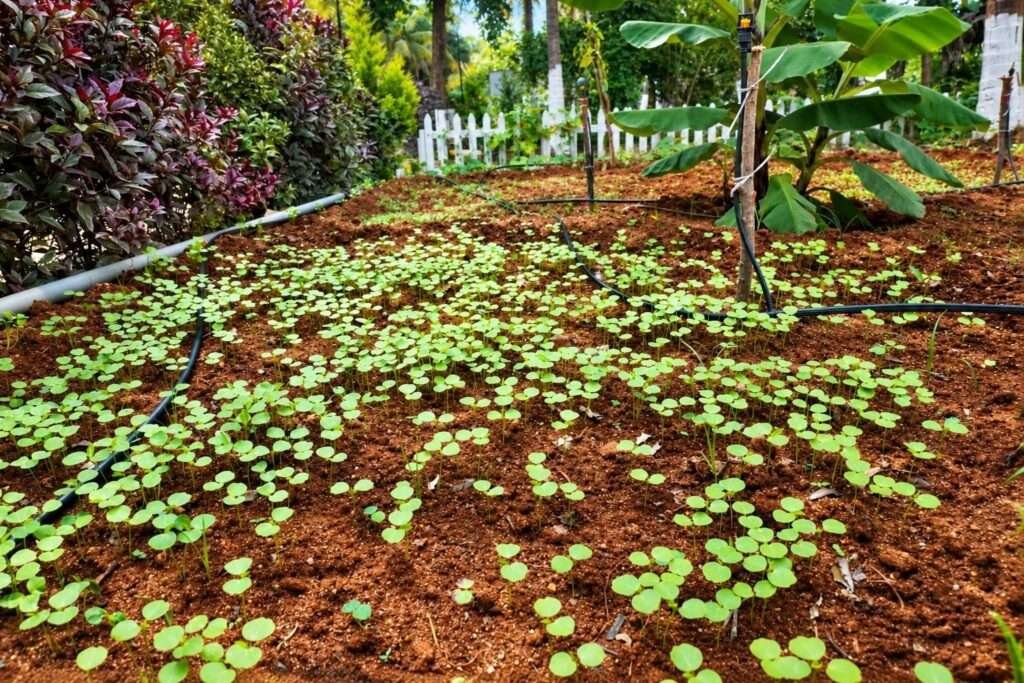 Aira Farms Phase 1 managed farmland near Bengaluru
