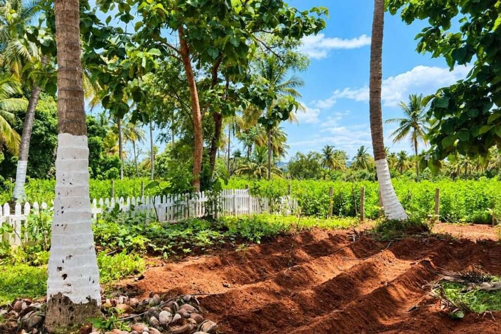 Aira Farms Phase 1 managed farmland near Bengaluru