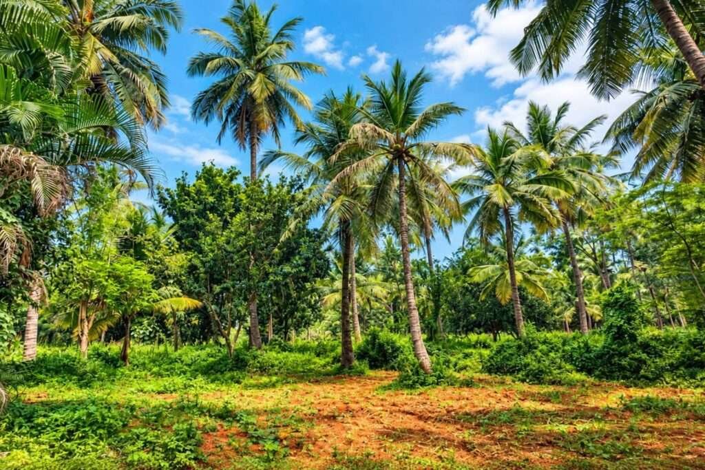 Aira Farms Phase 2 by Mogg's Estates-managed farmland