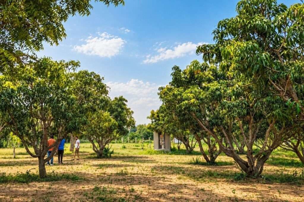 Aira Farms Phase 2 by Mogg's Estates-managed farmland
