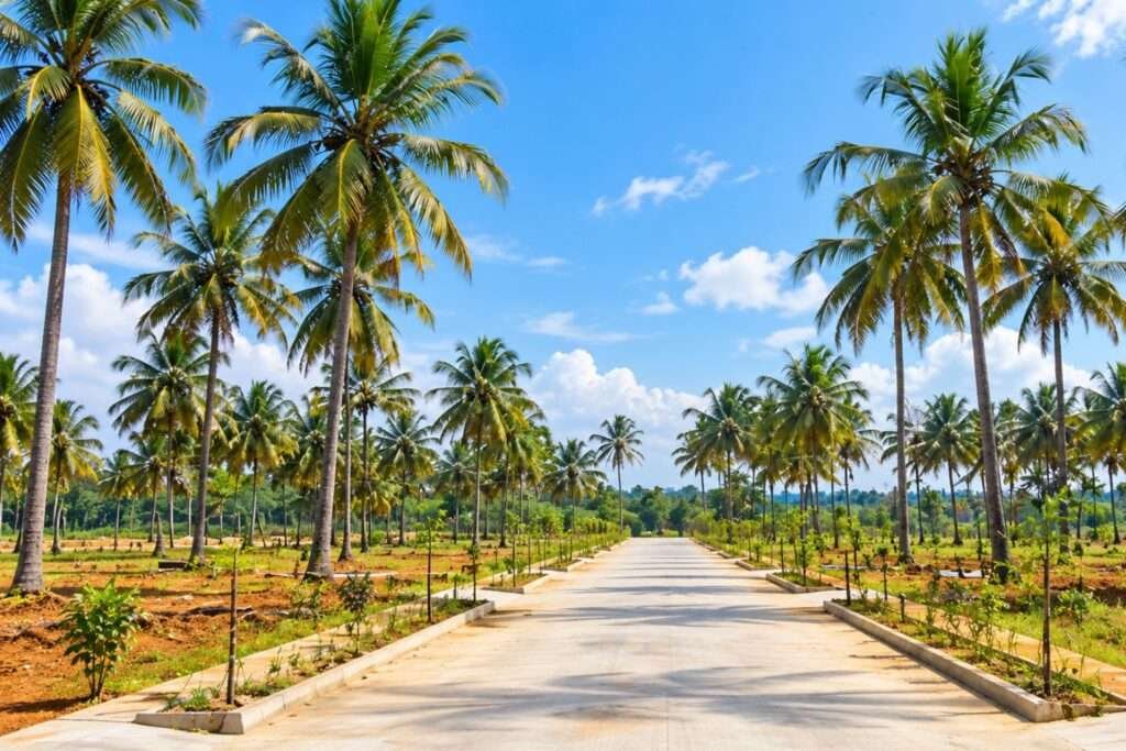 Nidhivanaa Farms managed farmland in Hoskote near Bengaluru