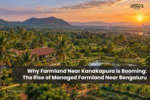Managed farmland near Kanakapura with lush green plantations