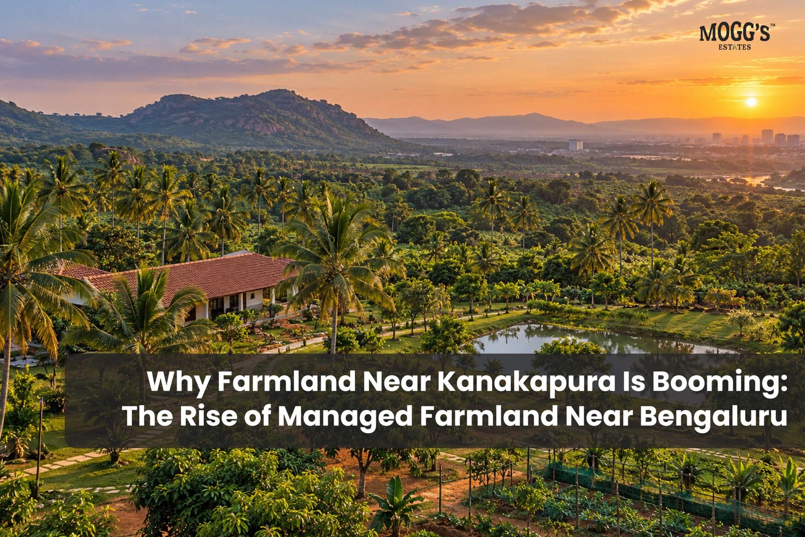 Managed farmland near Kanakapura with lush green plantations